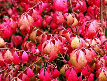 Close-up of pink flowers on tree