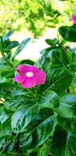 Close-up of pink flower blooming outdoors