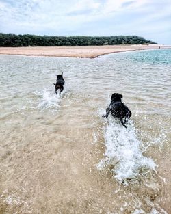 Dogs running through shallow water at the beach 