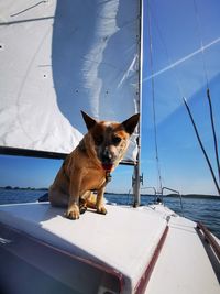 Dog looking away on boat