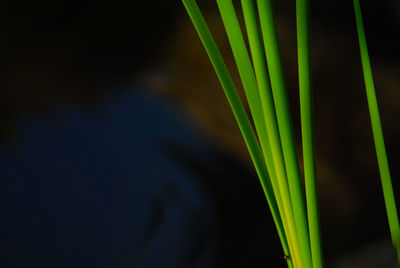 Close-up of green leaf