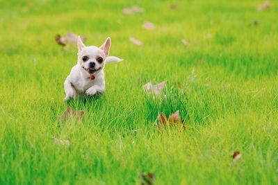 Dog running on grassy field