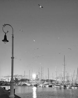 Birds flying over boats in city against sky