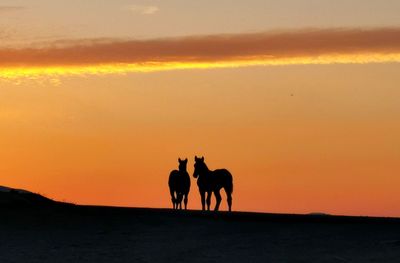 Silhouette horses on beach against sky during sunset
