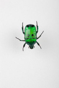 Close-up of insect over white background