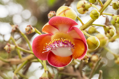 Close-up of flowers blooming outdoors