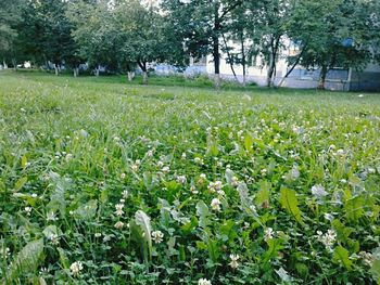 View of flowering plants growing in field