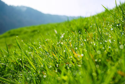 Close-up of grass on grassy field