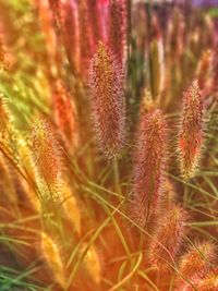 Close-up of flowering plant on field