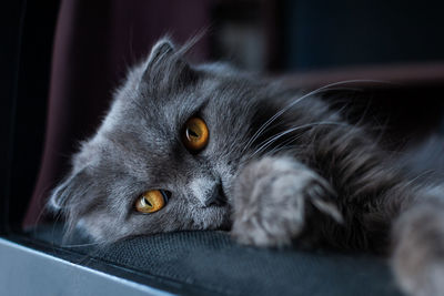 Close-up portrait of a cat