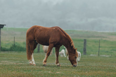 Horses grazing in a field