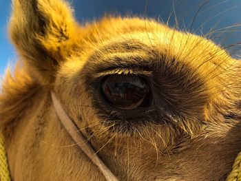 Close-up of eye against sky