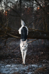 Dog standing on field