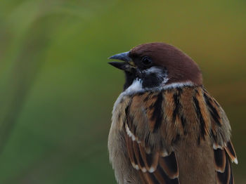 Close-up of bird