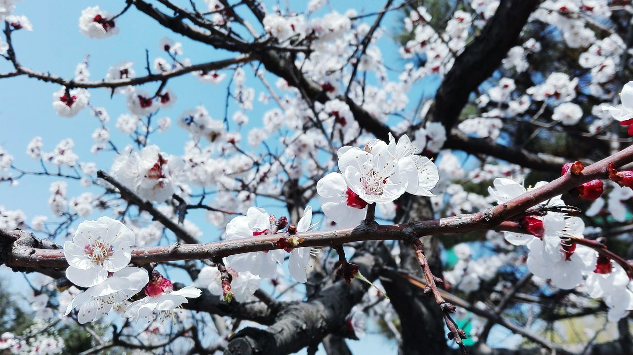 branch, flower, tree, cherry blossom, cherry tree, freshness, growth, nature, beauty in nature, fragility, blossom, low angle view, focus on foreground, twig, fruit tree, season, close-up, springtime, pink color, day