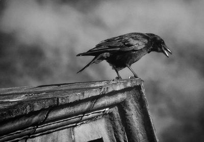 Close-up of bird perching against sky