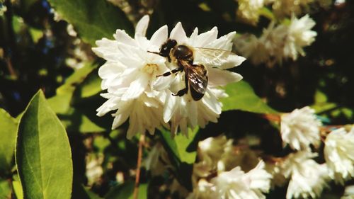 Close-up of bee on white flower