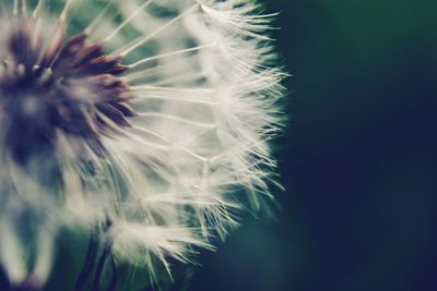 Close-up of dandelion against blurred background