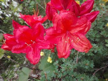 Close-up of red rose flower