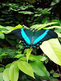 Close-up of butterfly on leaf