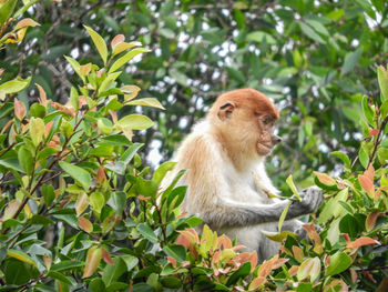 Monkey sitting in a forest