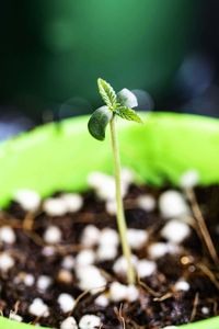 Close-up of small plant growing on field