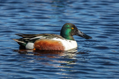 Close-up of mallard duck swimming in lake