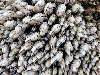 large group of objects