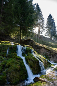 Scenic view of waterfall in forest