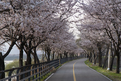 Bare trees in park