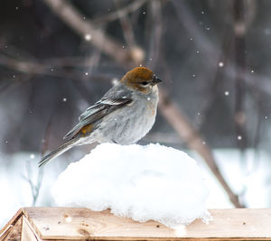 Side view of bird perching over snow during snowfall