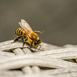 Close-up of bumblebee on wood