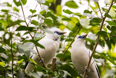 Close-up of bird perching on tree