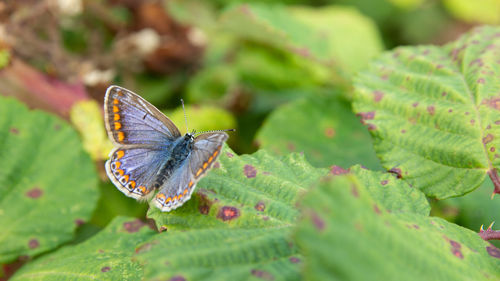 Butterfly on leaf