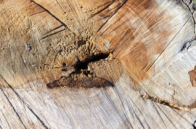 Full frame shot of tree stump