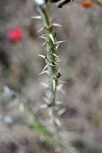 Close-up of insect on spider web