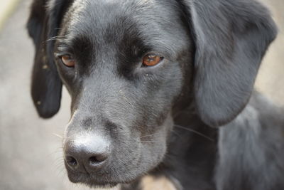 Close-up portrait of dog