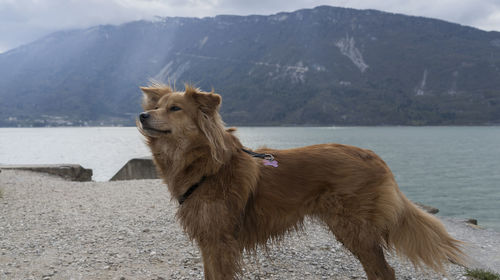 Dog standing on lakeshore against mountain