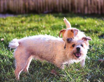 Portrait of puppy on field