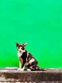 Cat sitting on green wall