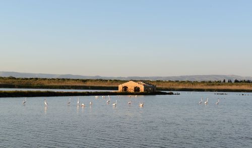 View of birds in lake against clear sky