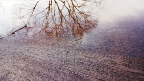 Close-up of bare tree in winter