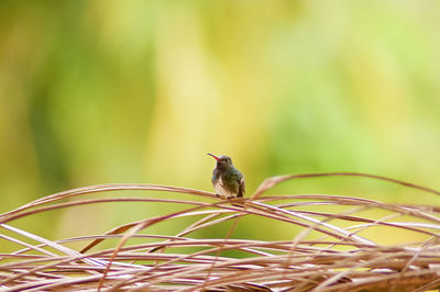 Close-up of bird perching on plant