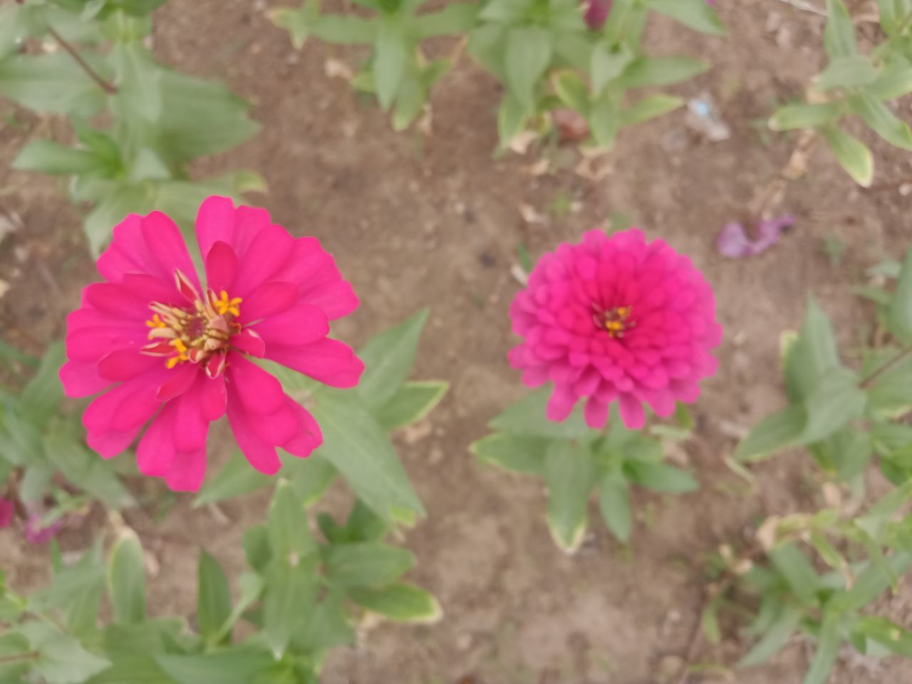 HIGH ANGLE VIEW OF PINK FLOWERING PLANTS ON LAND