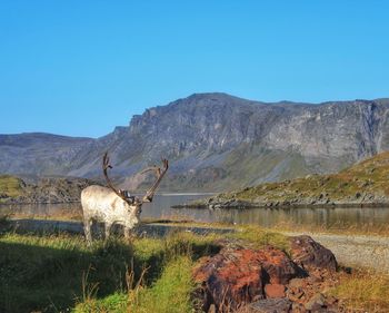 Reindeer standing on lakeshore against mountains