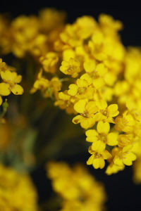 Close-up of yellow flowering plant on field