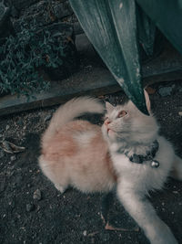 High angle view of cat