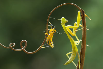 Story of praying mantish and insect on the branch