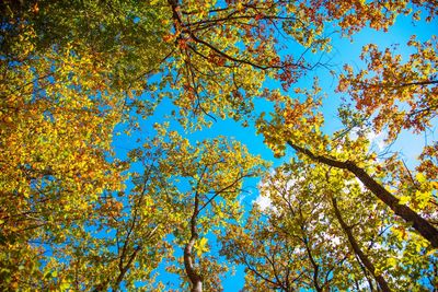 Low angle view of trees against blue sky