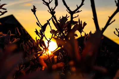 Close-up of silhouette plants against sky during sunset